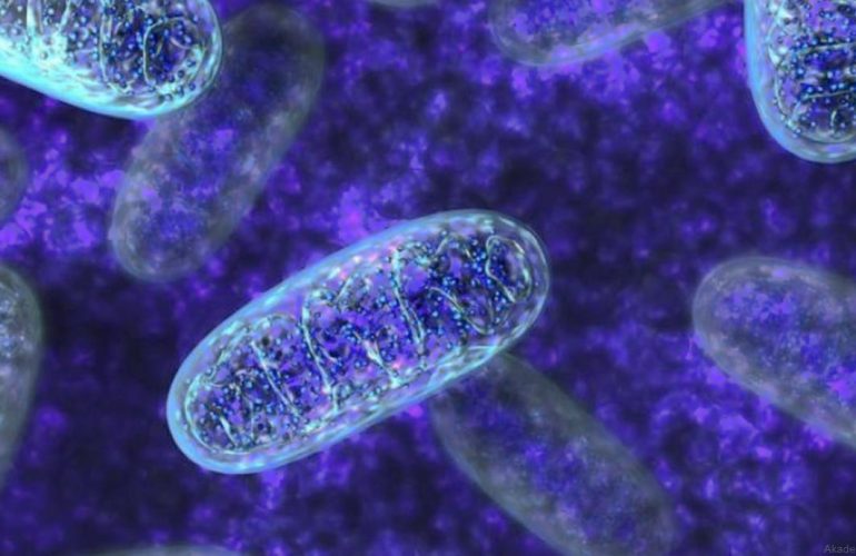 Cytoplasm and Mitochondrial Transfer